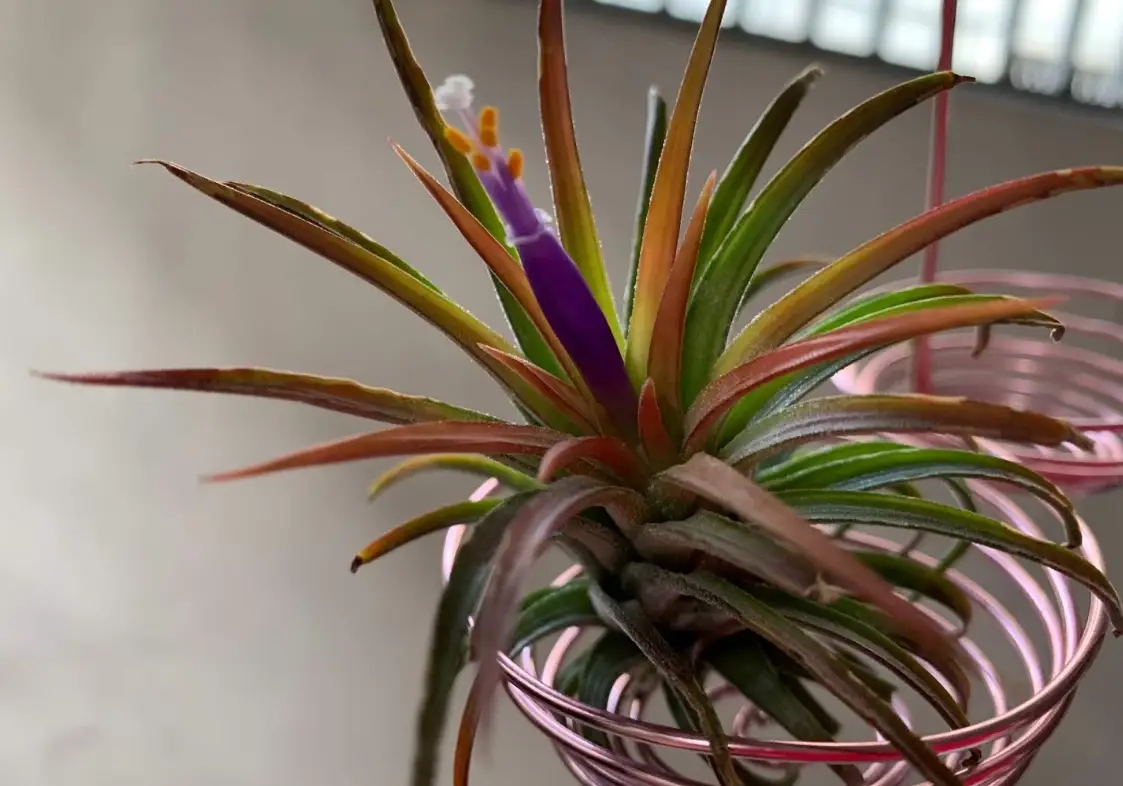 空氣鳳梨開花後死亡