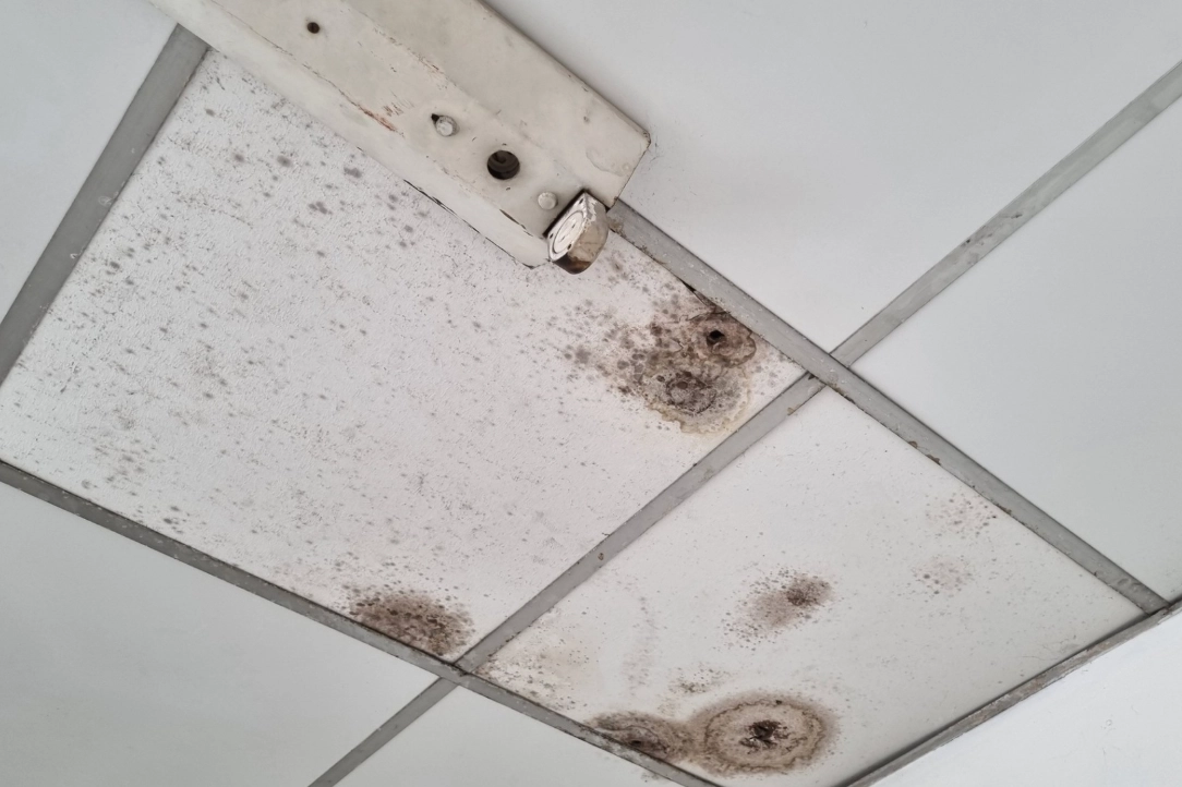 浴室天花板發霉原因