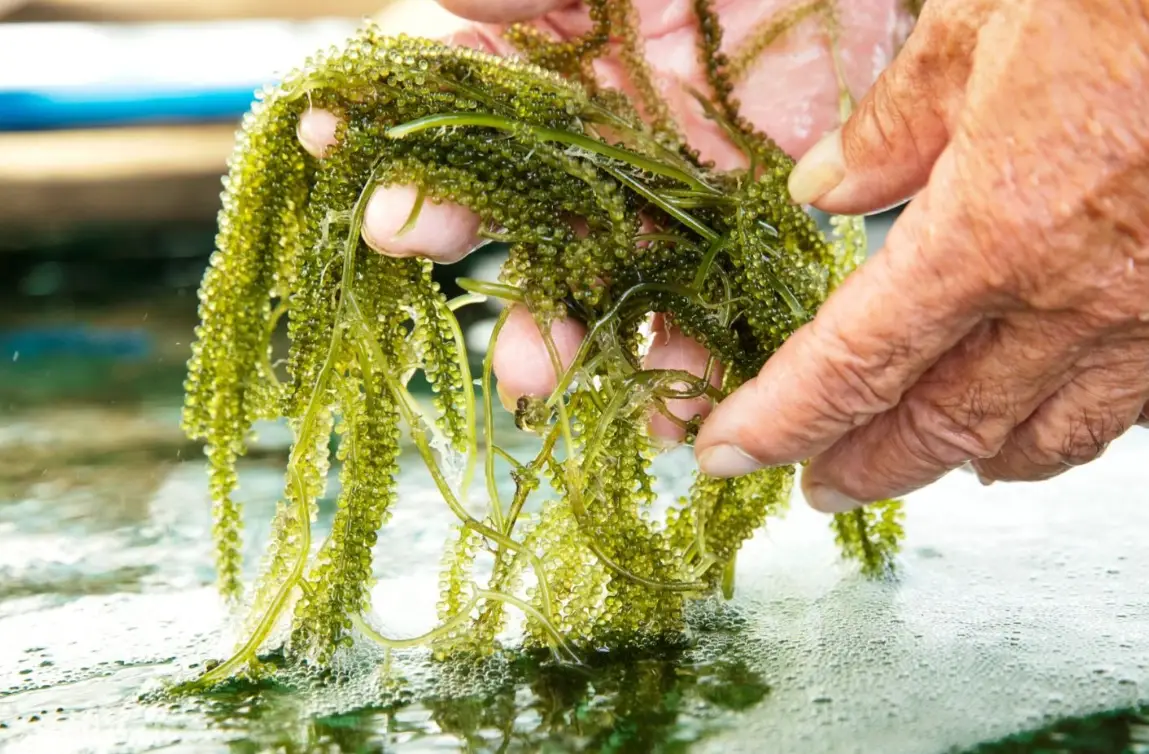 澎湖海葡萄保養品