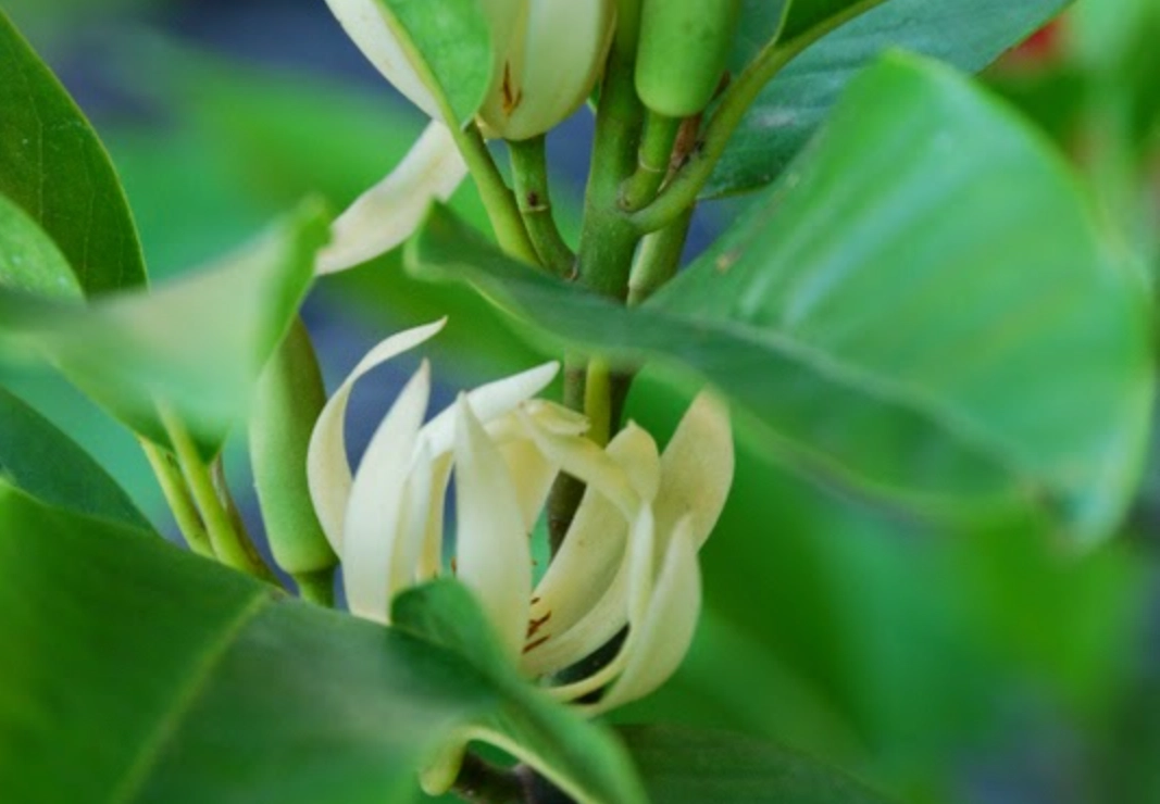 玉蘭花高壓繁殖