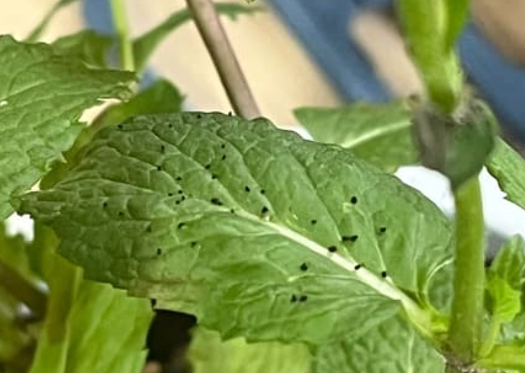 薄荷葉黑點
