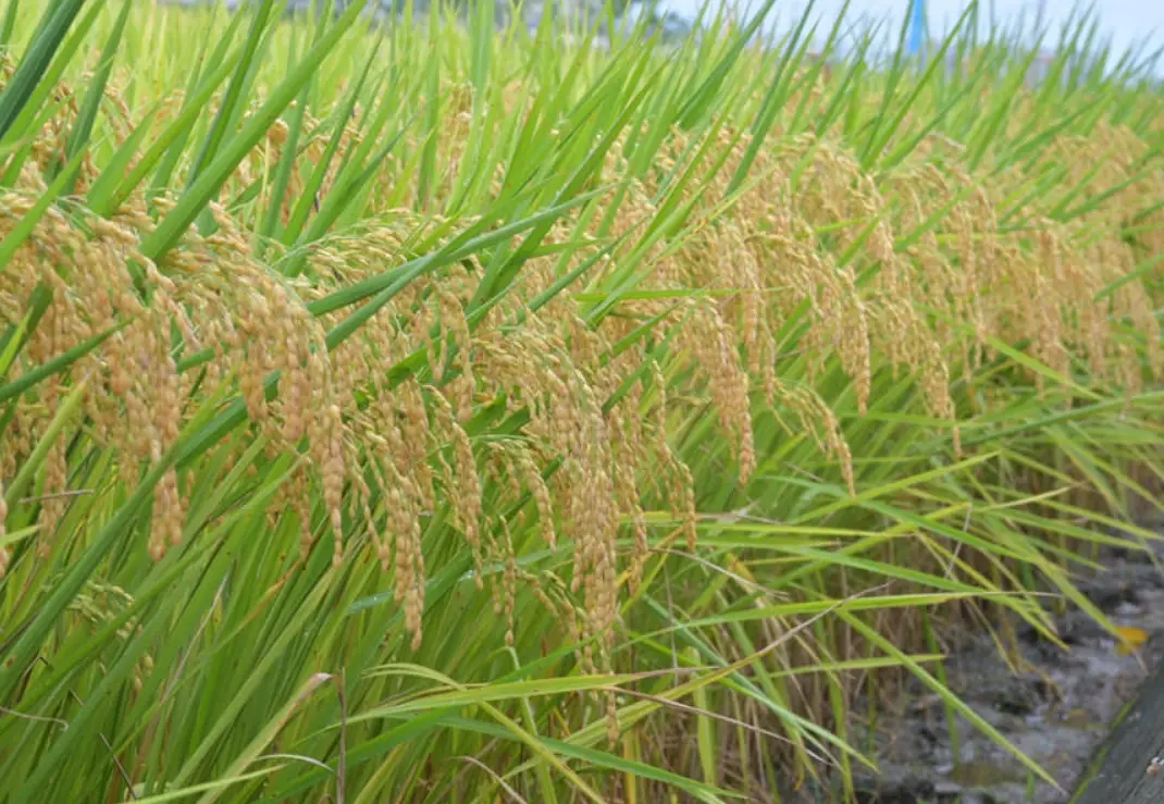 水稻栽培技術 水稻栽培技術