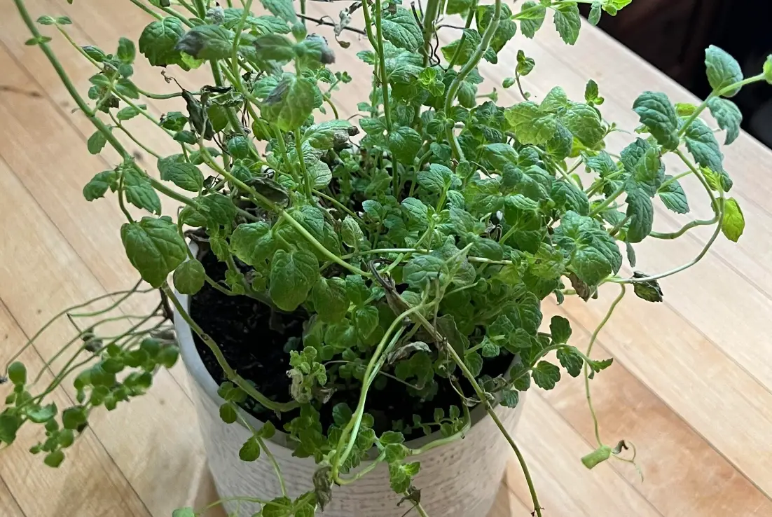 薄荷葉子長不大原因