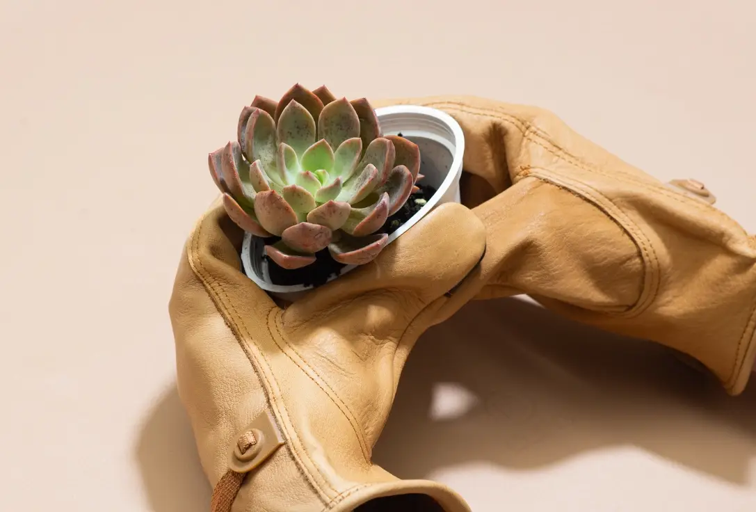 多肉植物換盆步驟