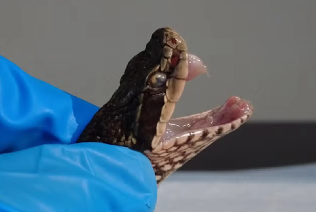 夢見拔蛇牙 意思