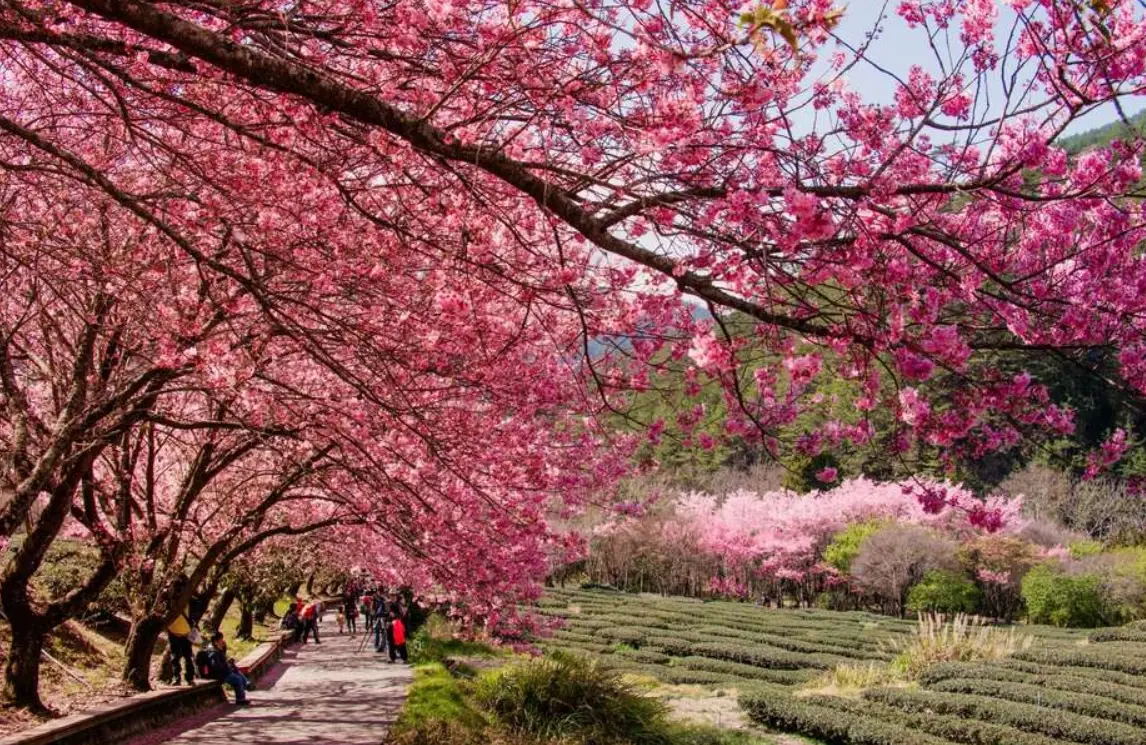 樱花季行程 樱花季行程