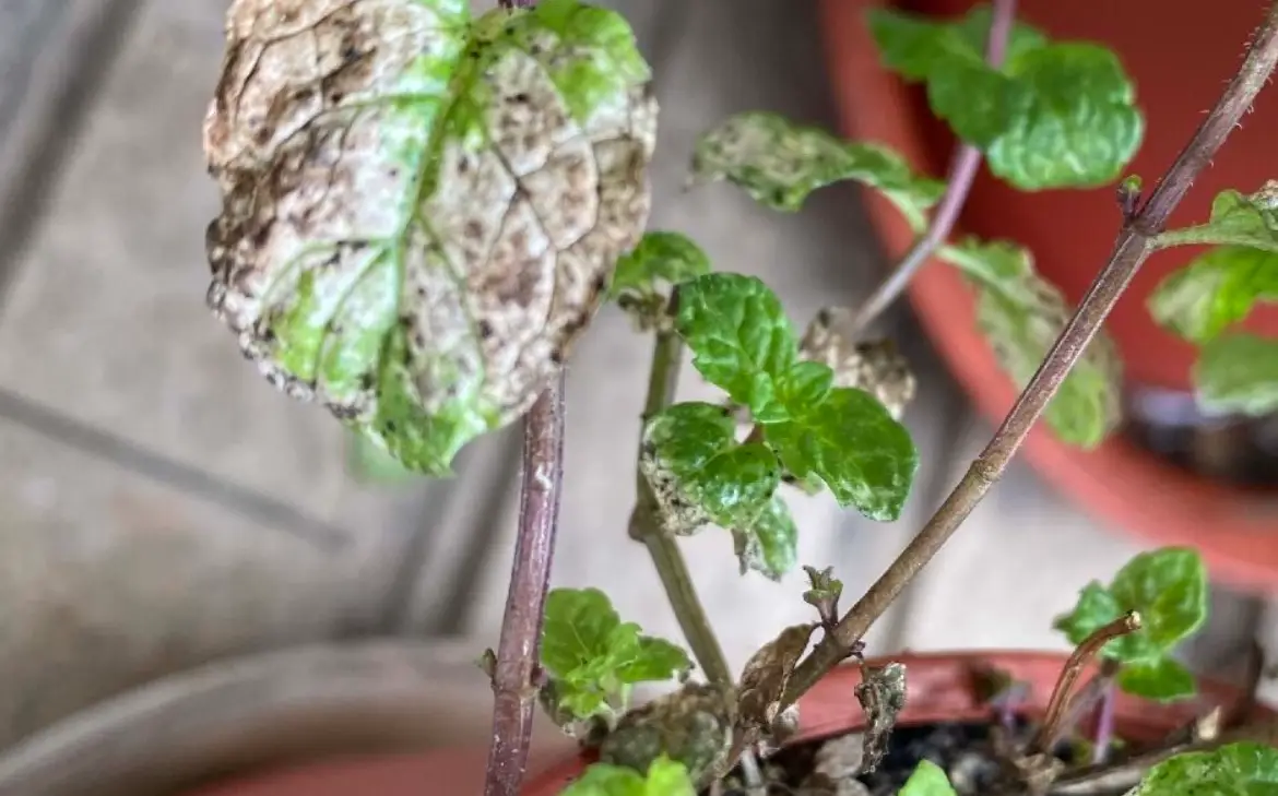 植物 殺菌劑 推薦