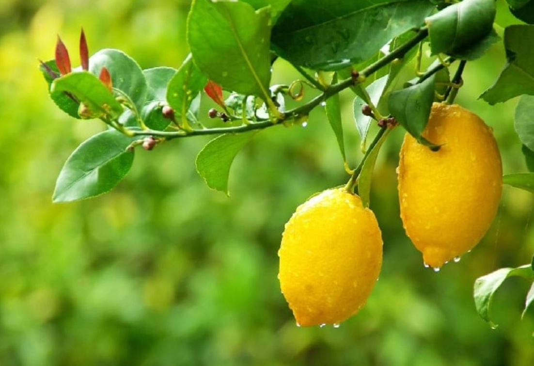 春天開花秋天結果 植物