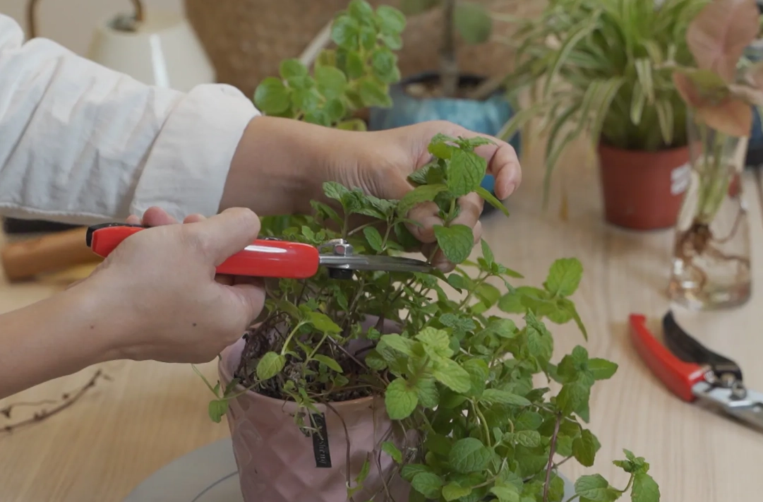 盆栽修剪指南