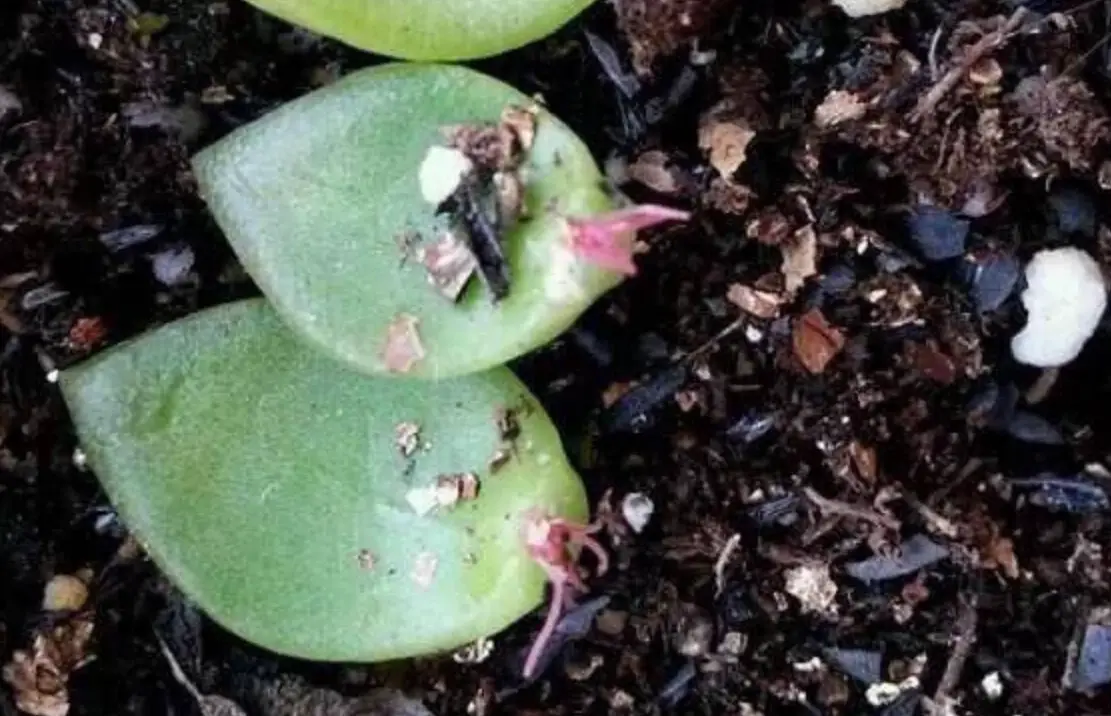 多肉植物 發根