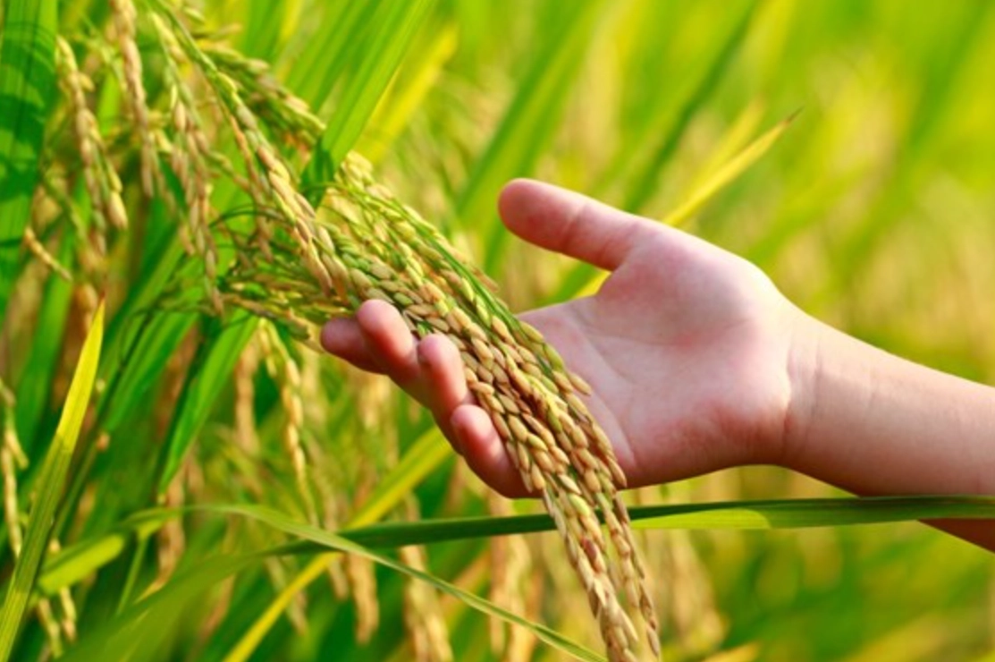 苗栗水稻生育積溫