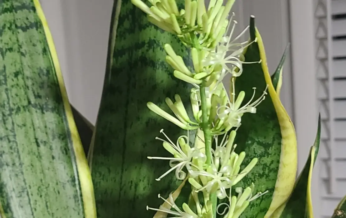 虎尾蘭 開花 意義 虎尾蘭 開花 意義