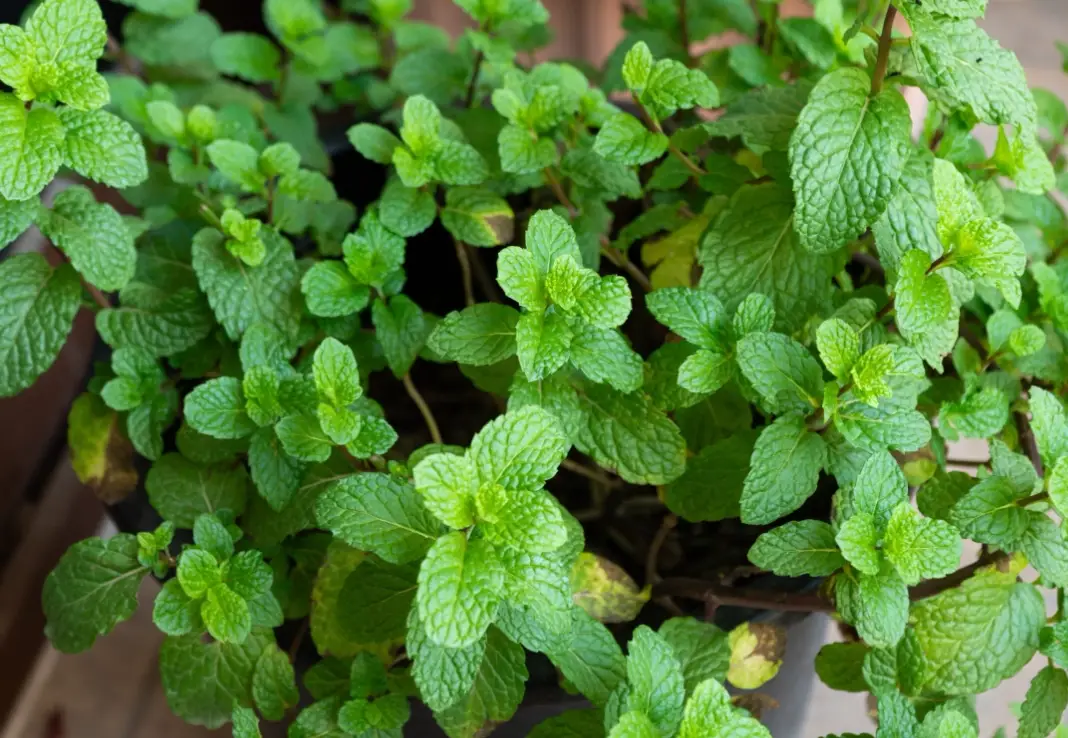 薄荷種植方法