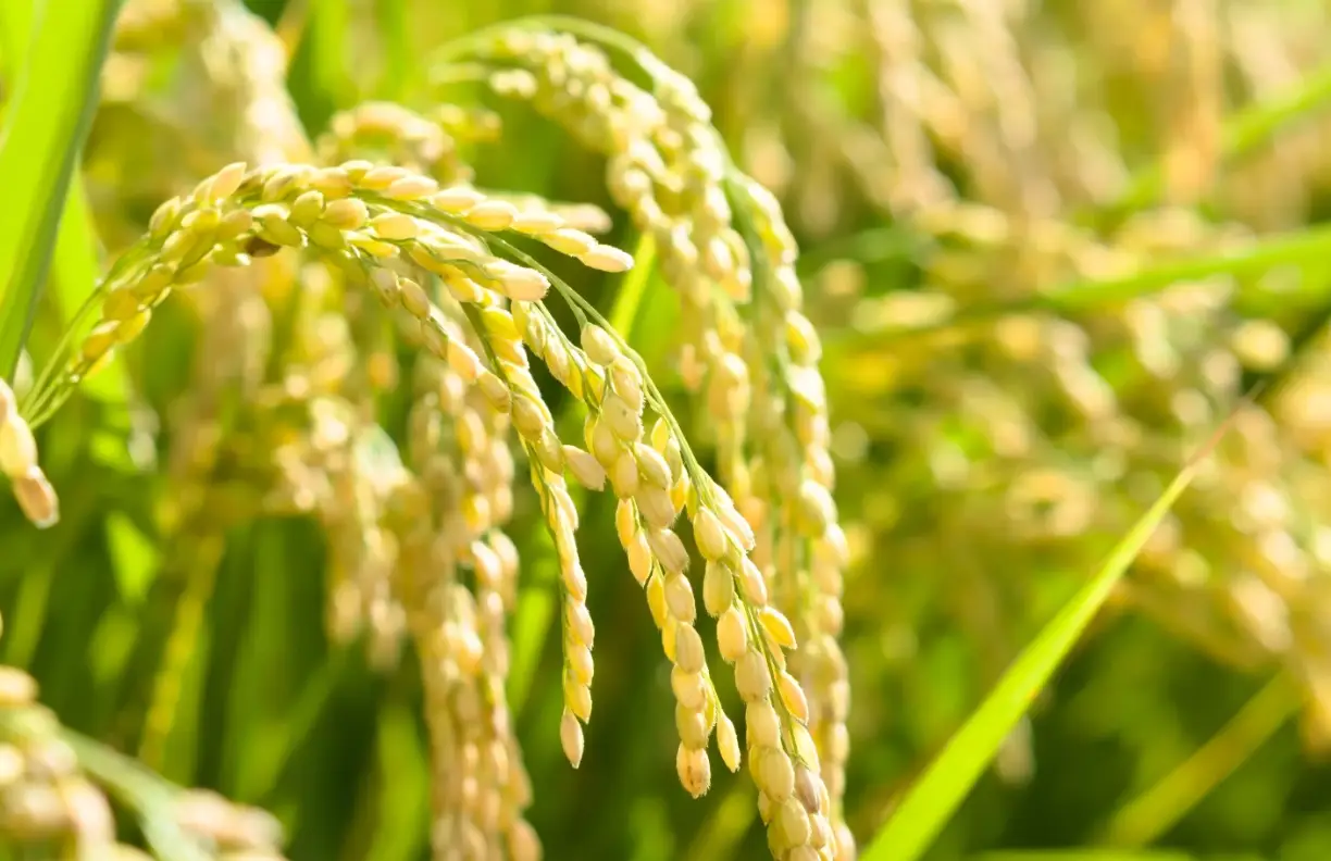 水稻種植 水稻種植