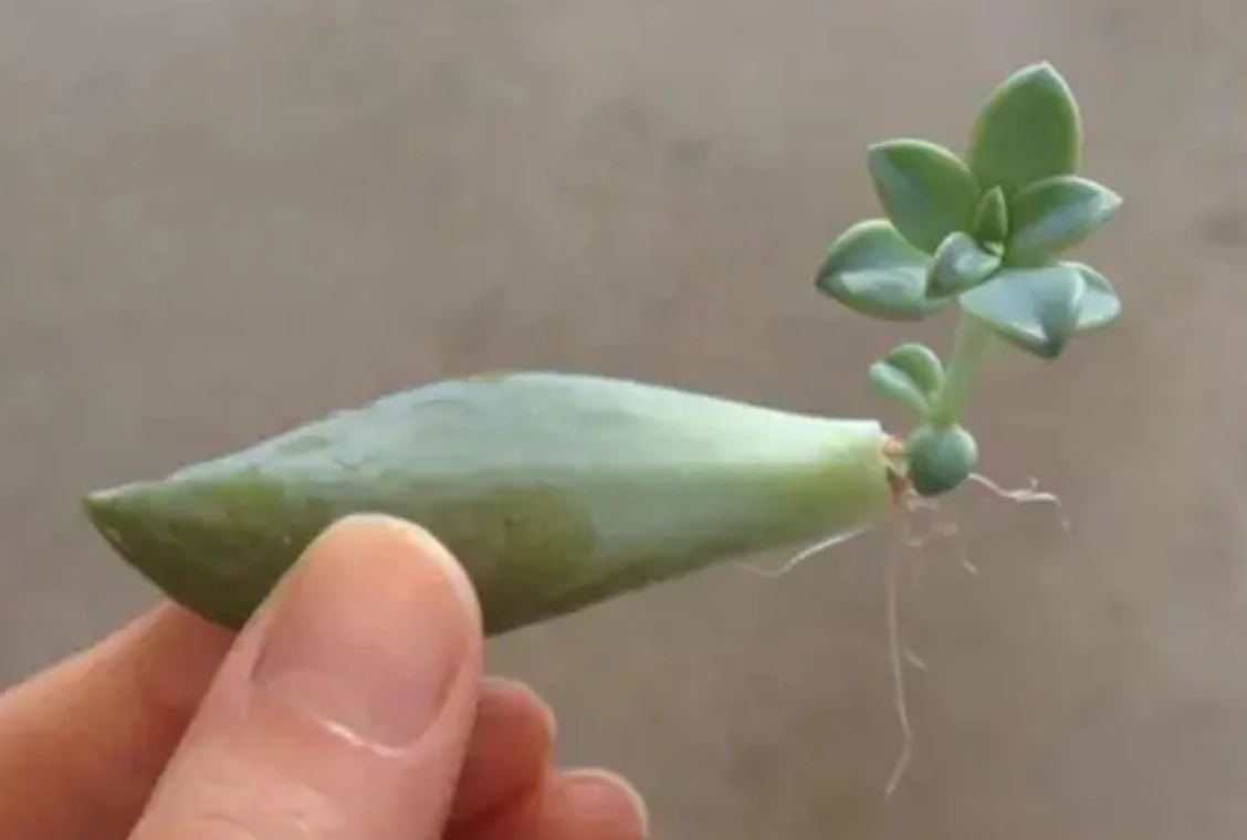 多肉植物 生根