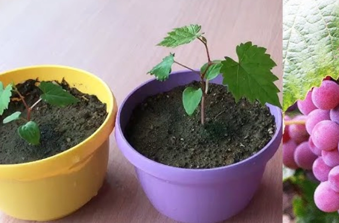 自種葡萄盆栽