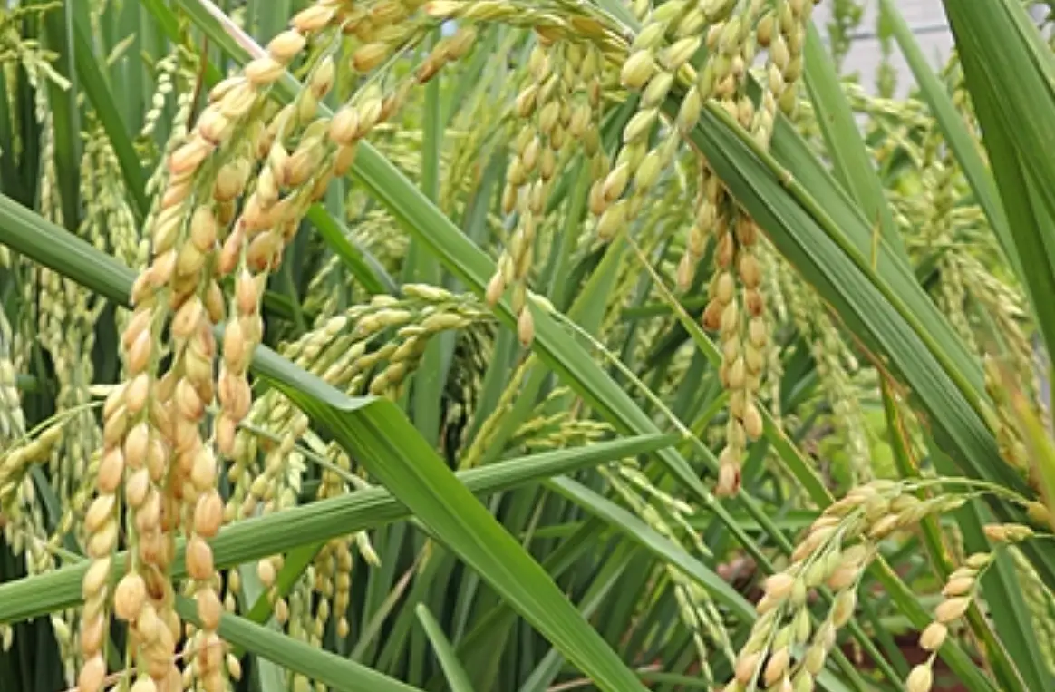 水稻栽培技術 水稻栽培技術