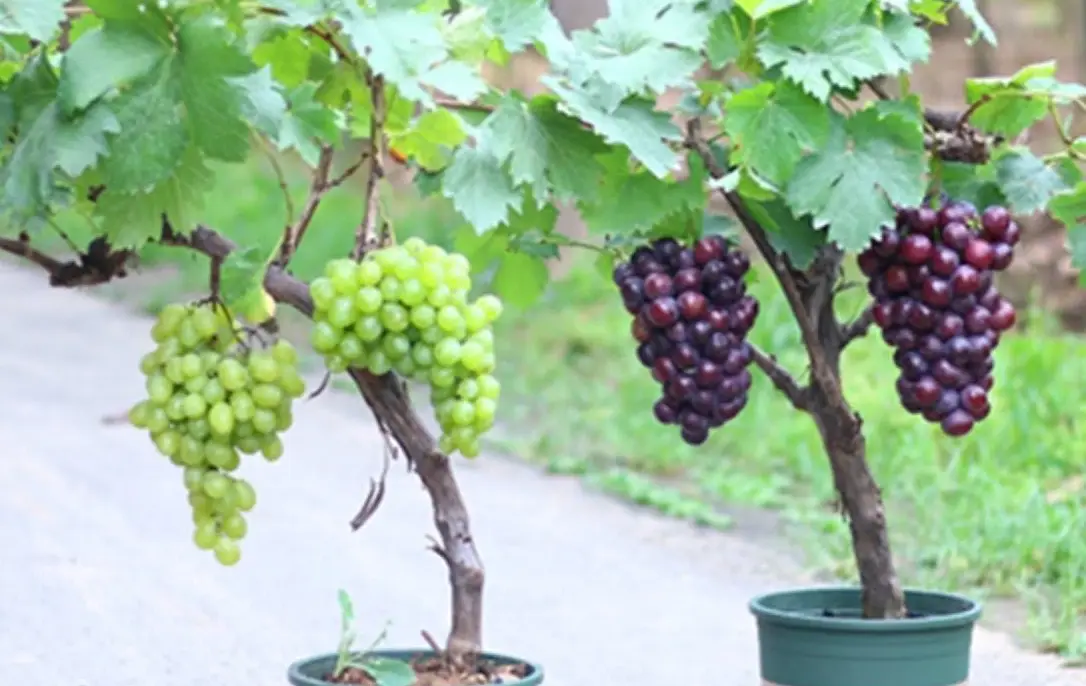 葡萄種植盆栽