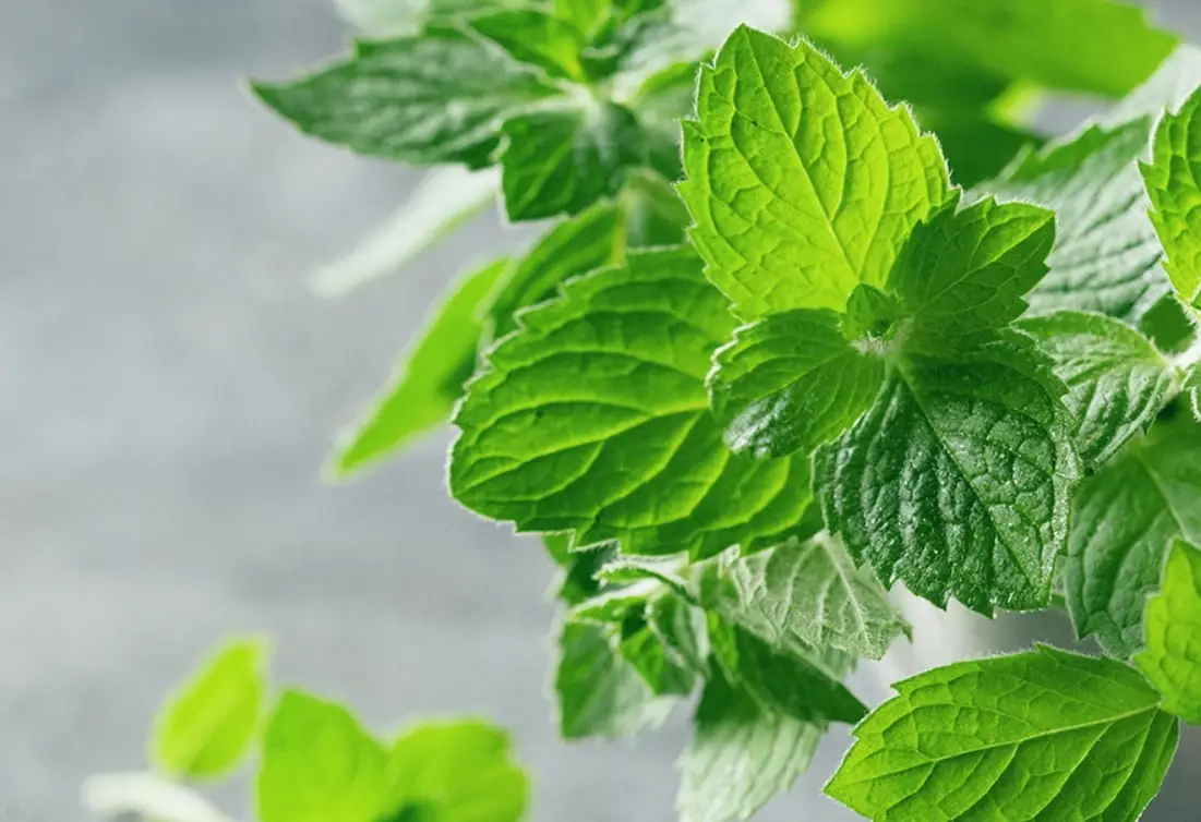 薄荷室內養護