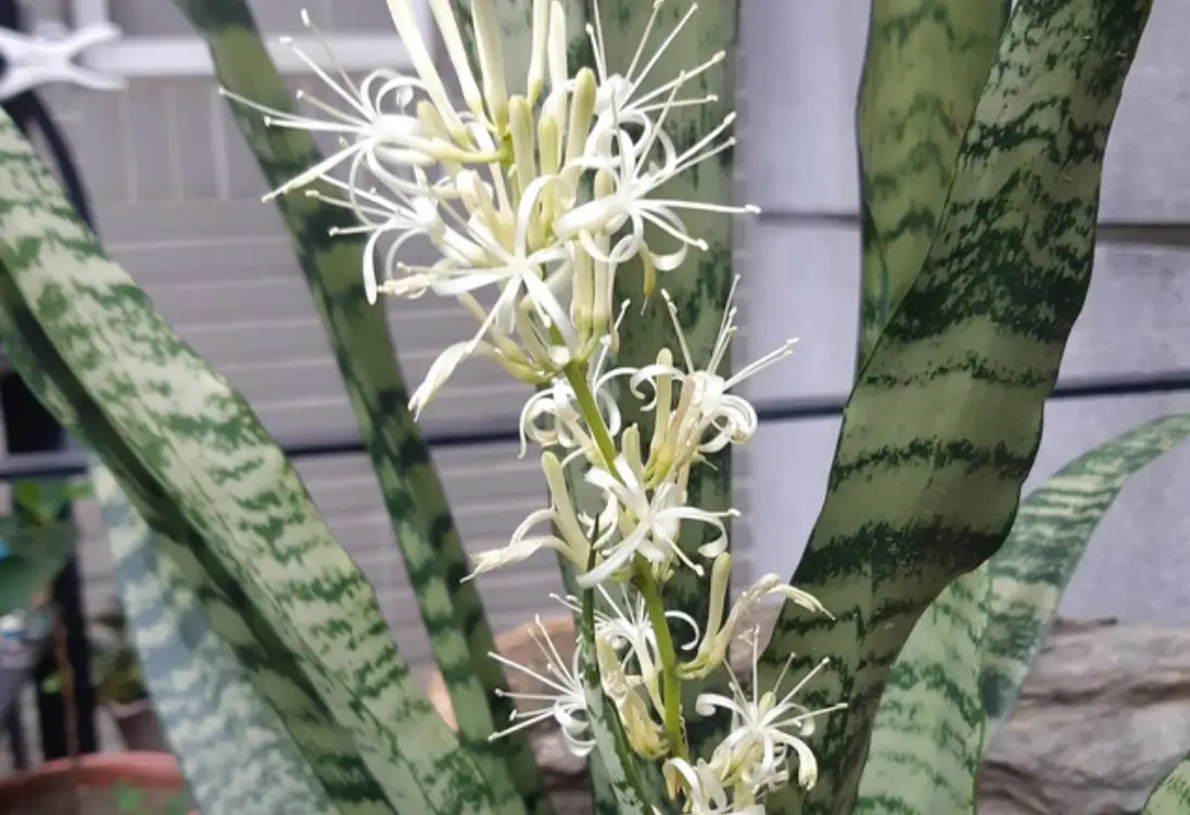 虎尾蘭 開花 意義 虎尾蘭 開花 意義