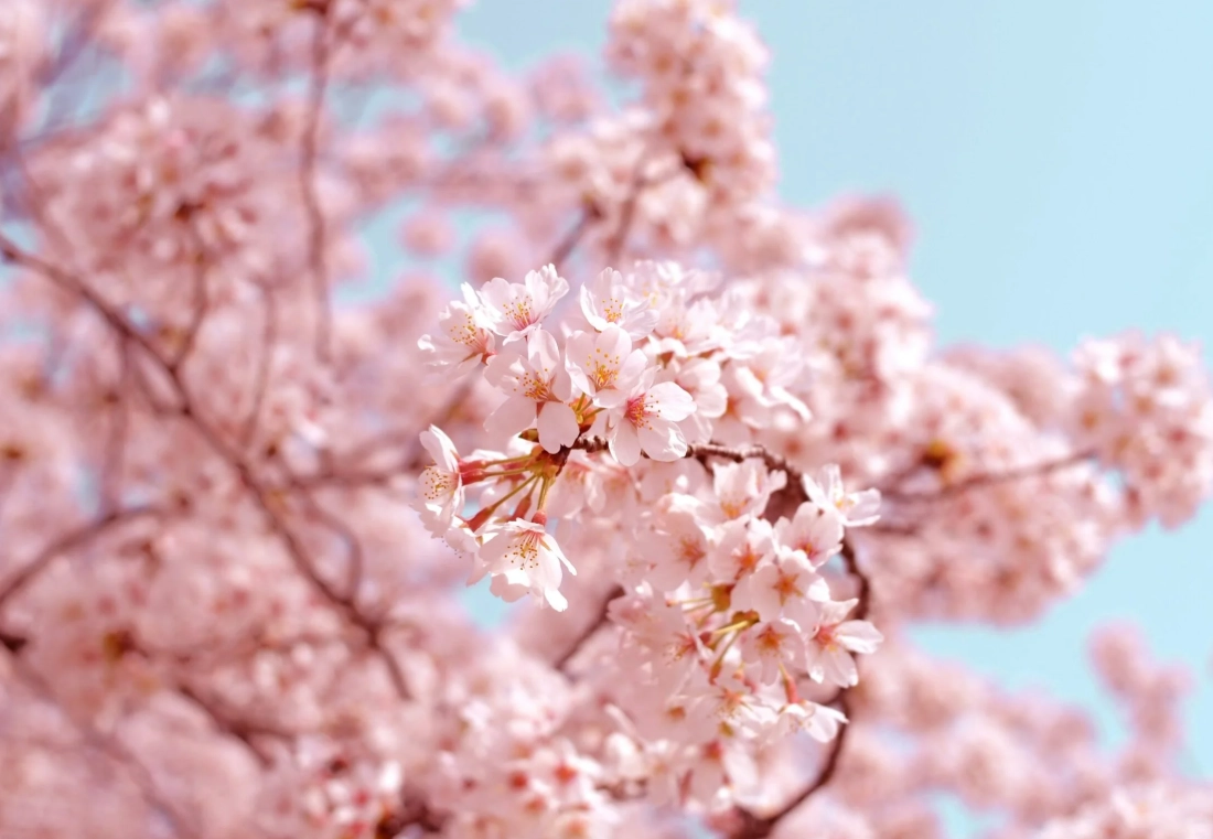 台湾春天花海 台湾春天花海