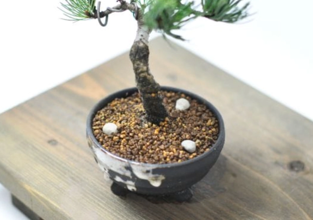 盆栽肥料怎麼選