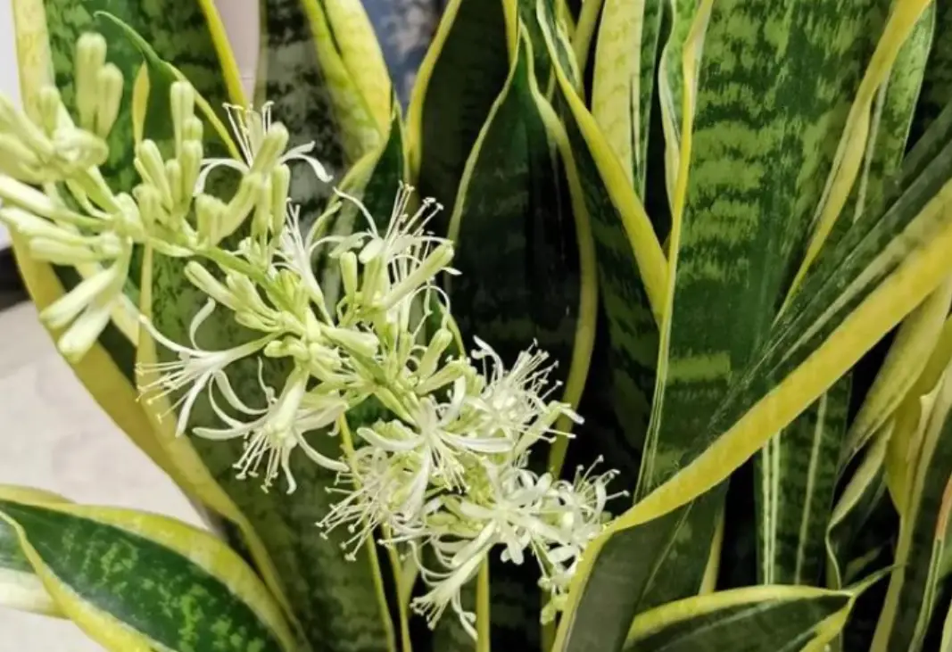 虎尾蘭 開花 風水 虎尾蘭 開花 風水
