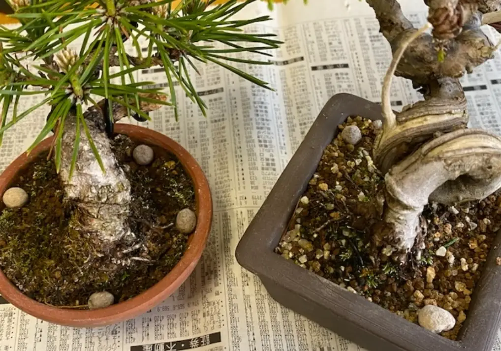 盆栽肥料推薦指南：從類型解析到實戰選購，一次搞懂植物營養