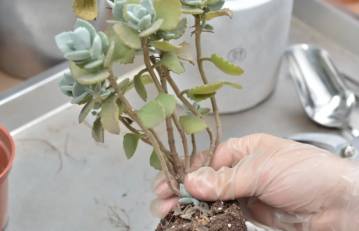 多肉植物換盆步驟