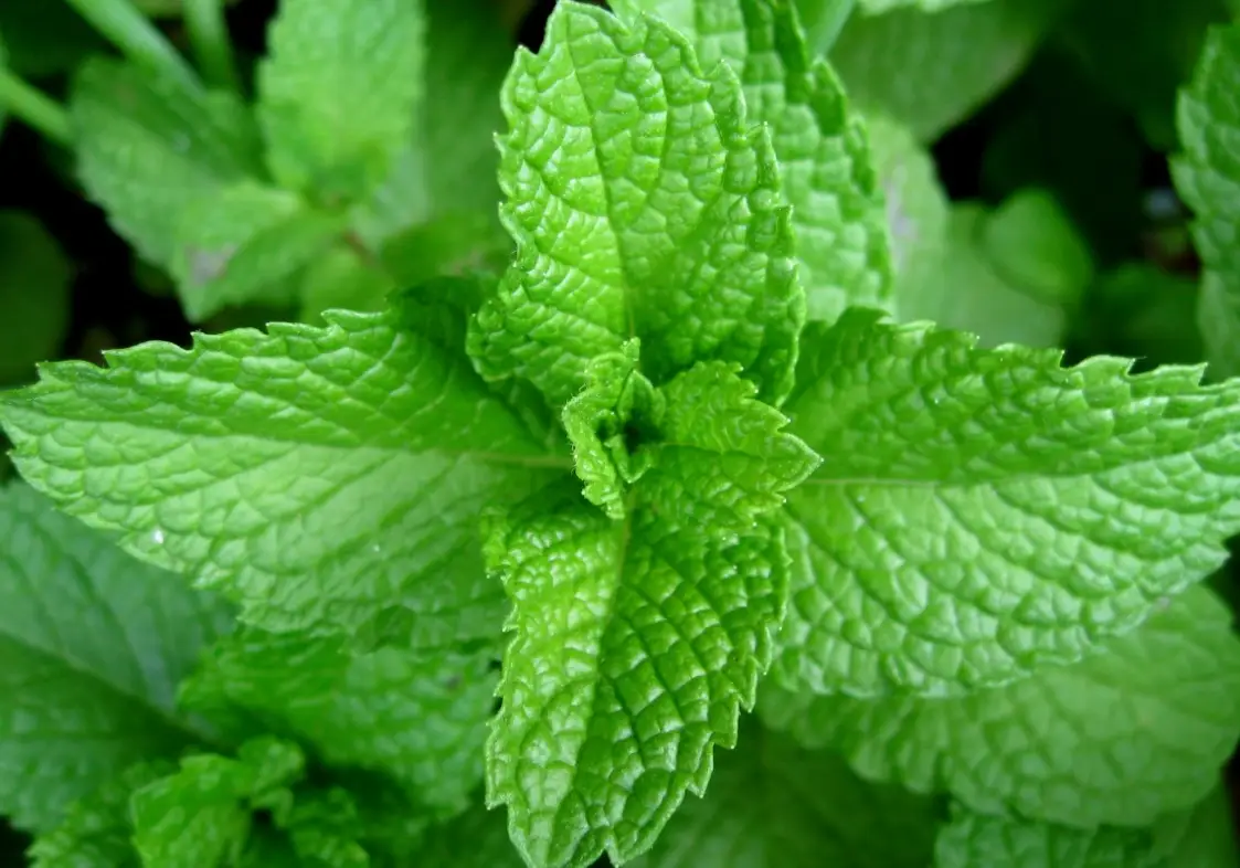 薄荷怎麼養