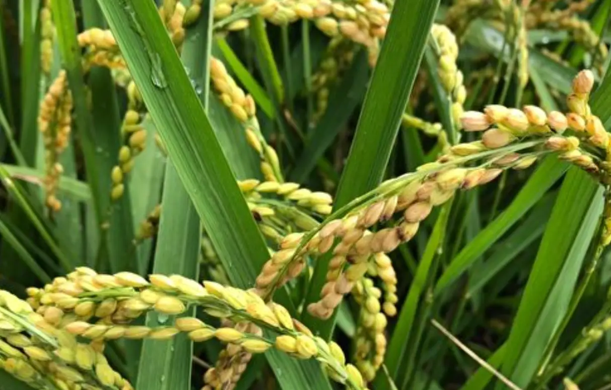 水稻種植 水稻種植