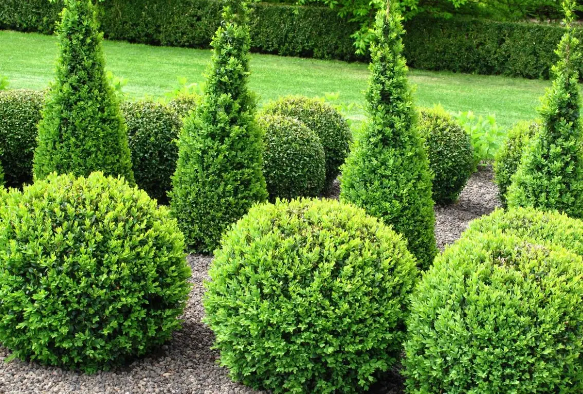 灌木造型設計