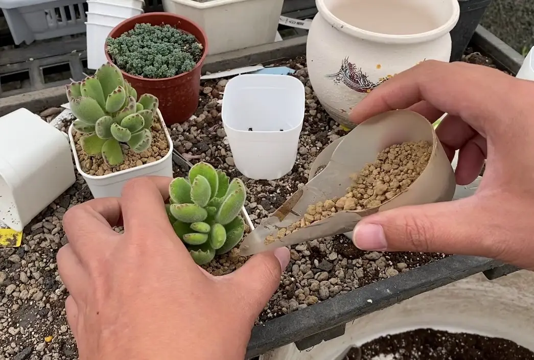 多肉換盆時間
