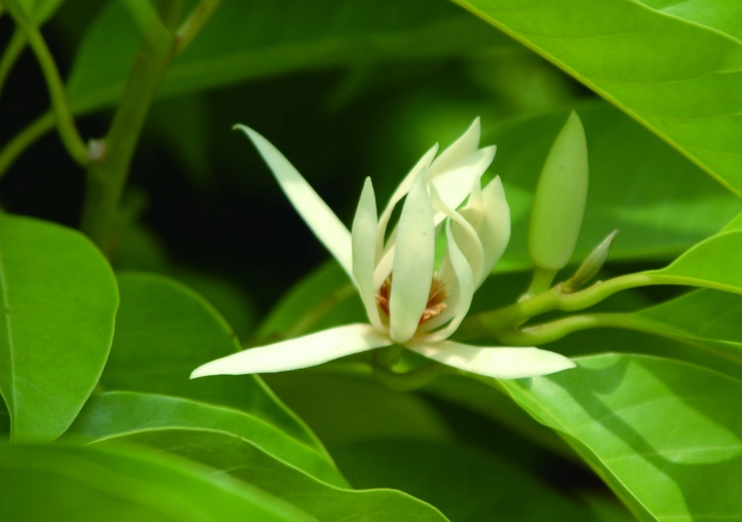 玉蘭花如何繁殖