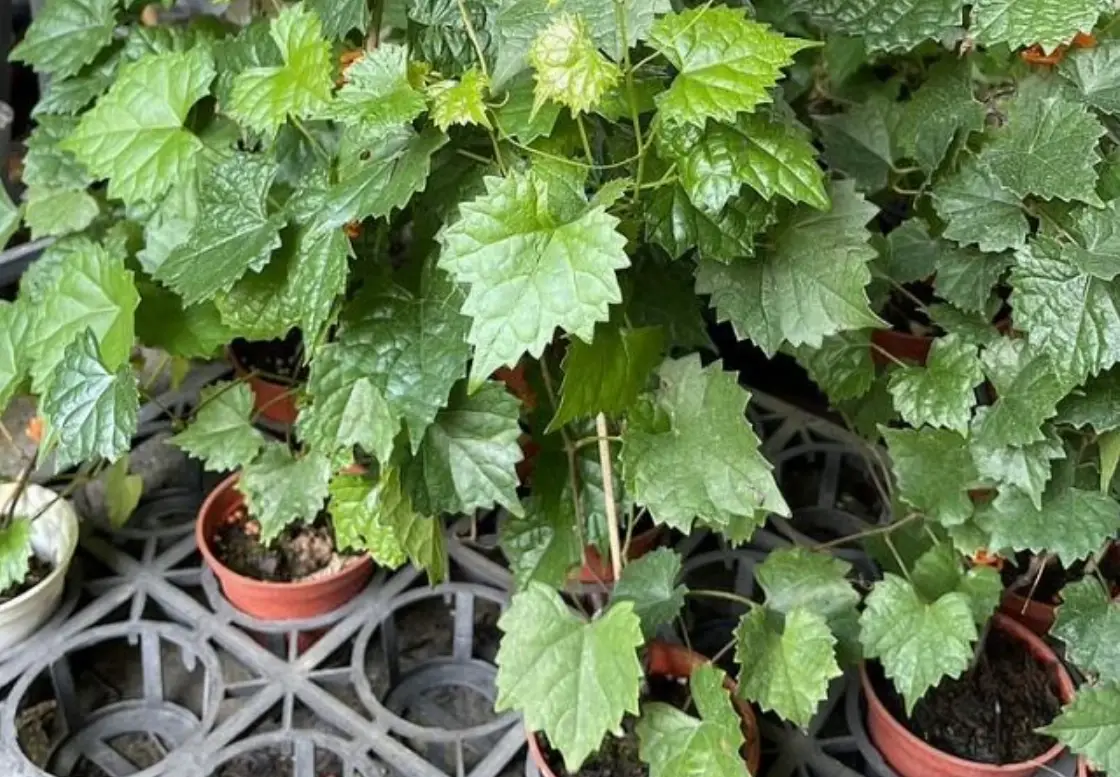 葡萄種子發芽技巧