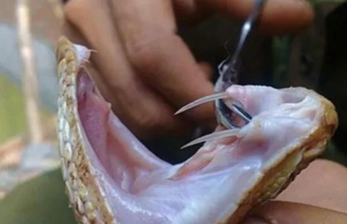 夢見拔蛇牙 意思