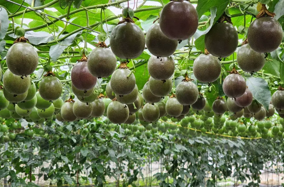 耕耘與收穫 意義