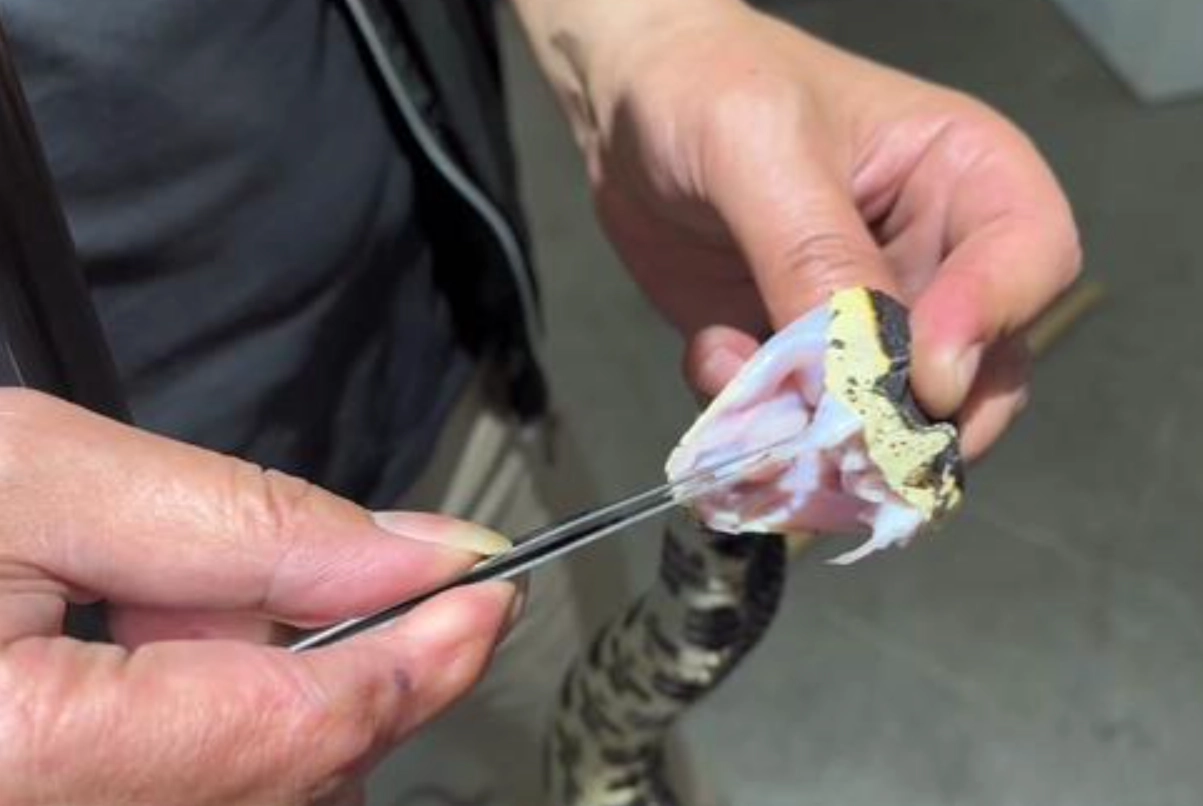 夢見拔蛇牙 吉凶