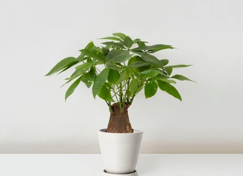 發財樹葉子發黃