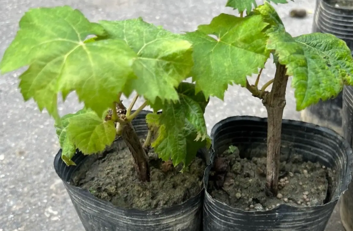 葡萄種子育苗方法