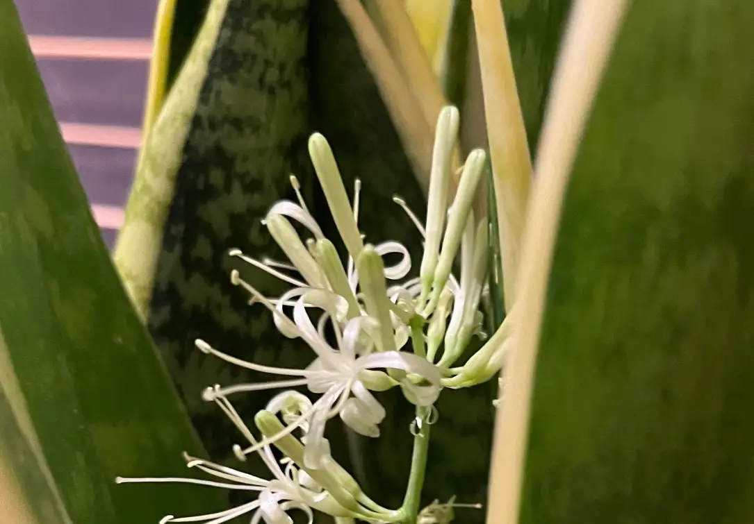 虎尾蘭 開花 意義 虎尾蘭 開花 意義