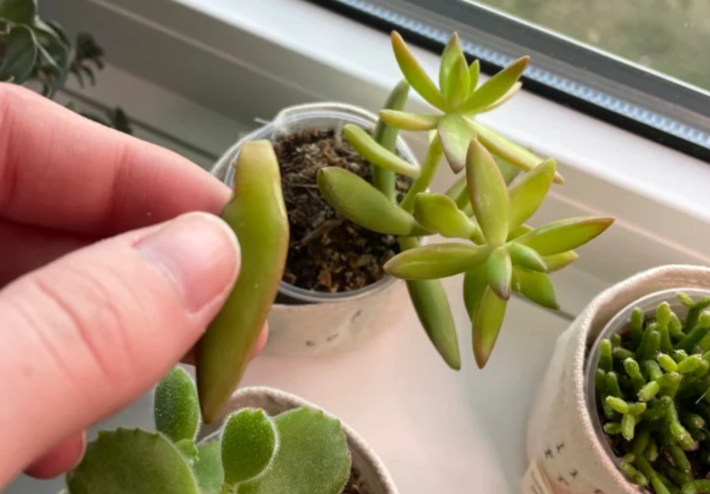 多肉植物換盆方法 多肉植物換盆方法