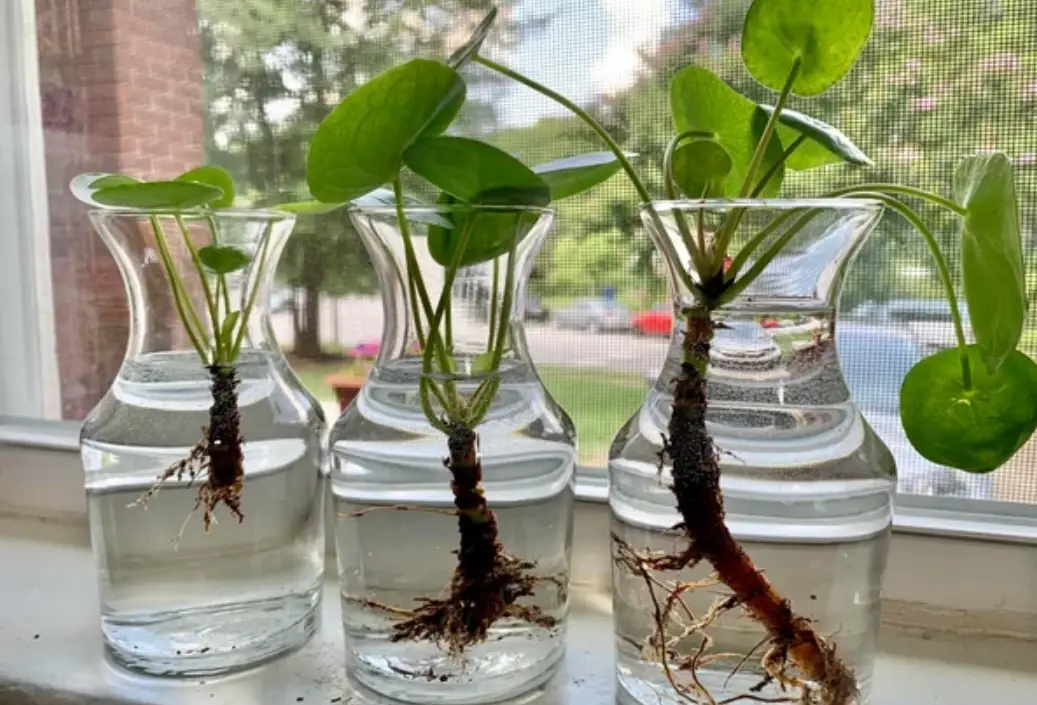 水培植物照顧技巧