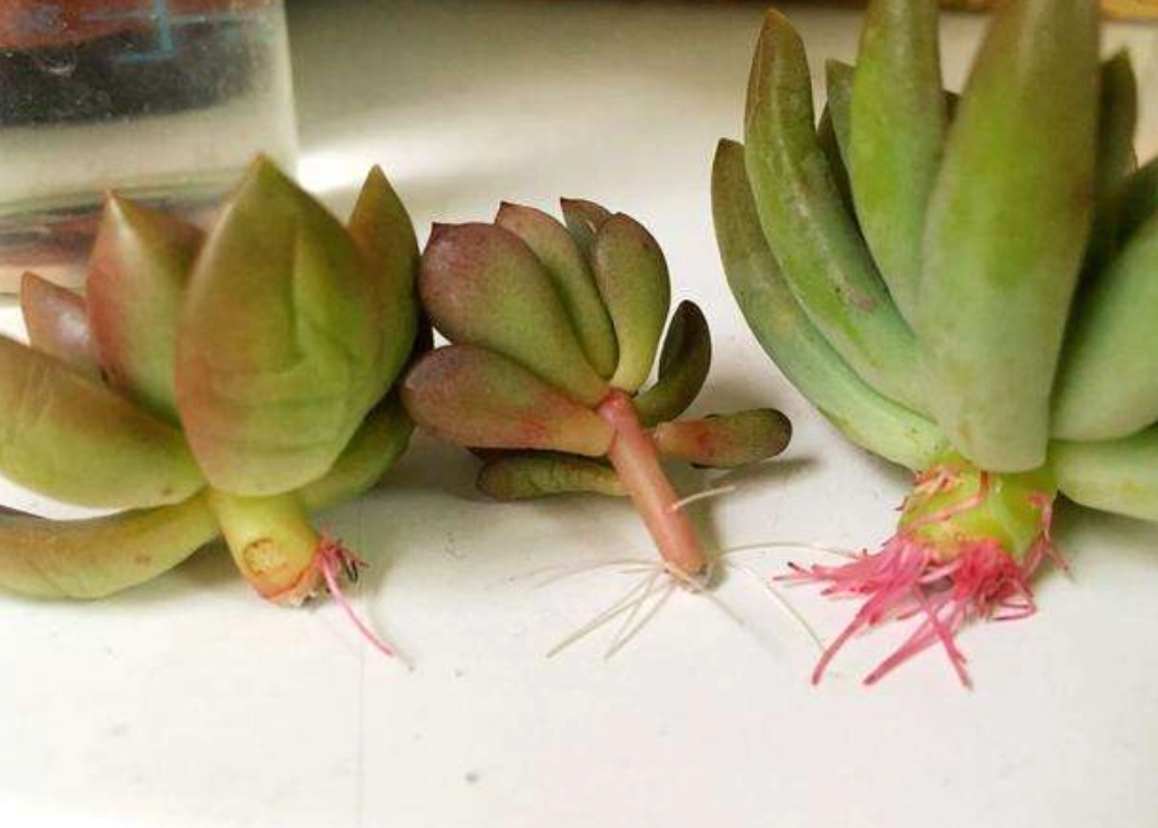 多肉植物 生根