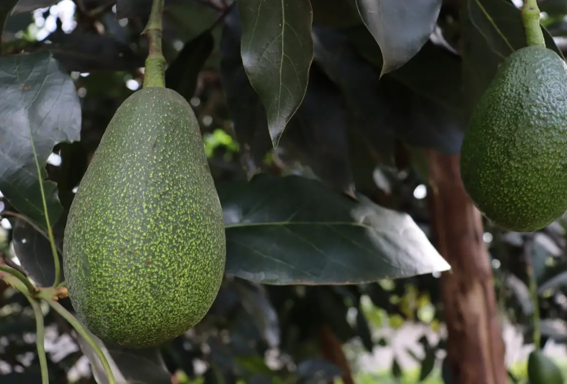 酪梨種植方法