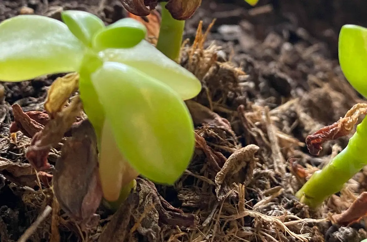 景天科換盆時機 景天科換盆時機
