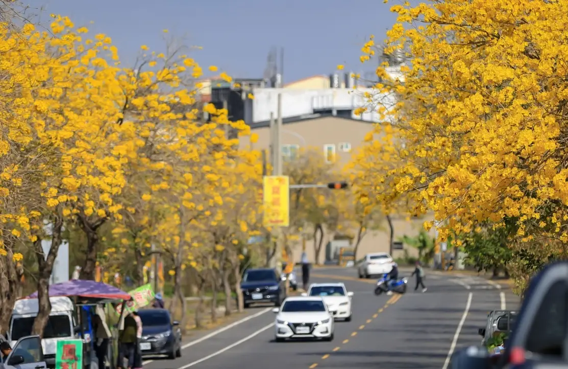 樱花季行程 樱花季行程
