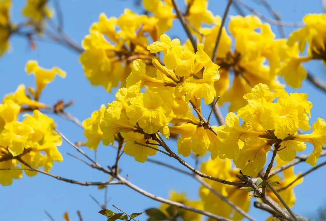 春天赏花景点 春天赏花景点