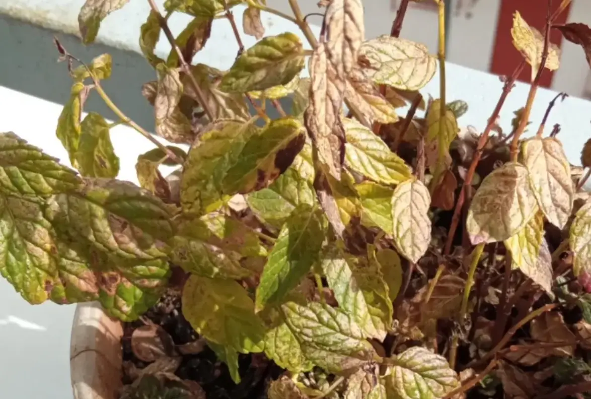 植物 殺菌劑 推薦