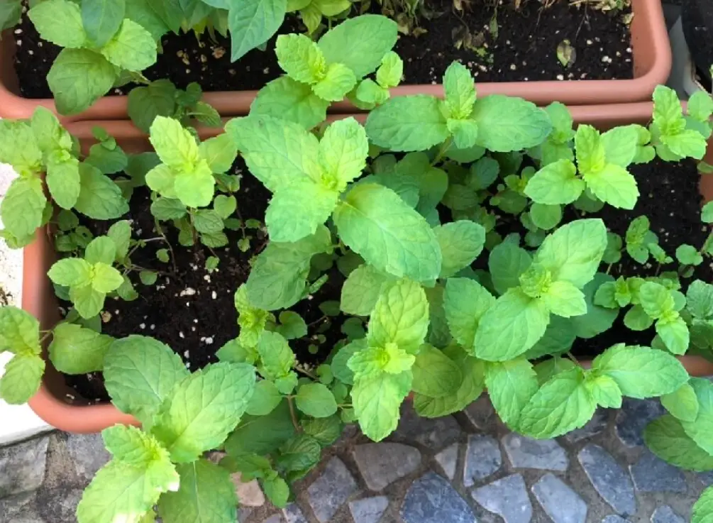 薄荷葉子長不大原因